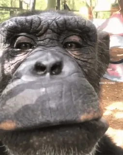 👃 ab547027 binatang, monyet, simpanse, primata, satwa liar whatsapp sticker