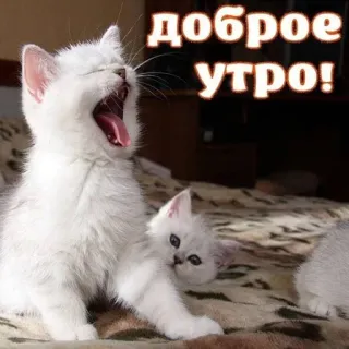 👋 3718364a доброе утро! katzen, kätzchen, guten morgen, tiere, süß, russisch telegram sticker