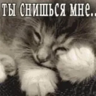 🧺 91050bc7 ТЫ СНИШЬСЯ МНЕ.. Katze, Kätzchen, schlafend, süß, Tier, Traum, russisch telegram sticker