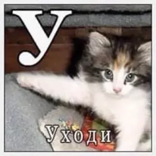 😔 ee5d089b Уходи Katze, Kätzchen, lustig, Meme, russisch, gehen telegram sticker
