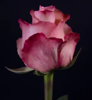 🥀 28e06dbd 玫瑰, 花, 粉色, 花卉, 盛开, 花瓣, 浪漫, 自然 telegram sticker