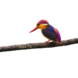 ❤ 188bef05 Mah Ta burung, raja udang, berwarna, hewan, alam, satwa liar whatsapp sticker