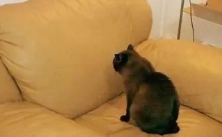 🙈 08b5cb4a gatto, animale, animale domestico, divano, mobile telegram sticker