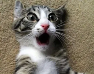 😳 0f4aad80 gatto, spaventato, gattino, animale, animale domestico, scioccato, sorpresa telegram sticker