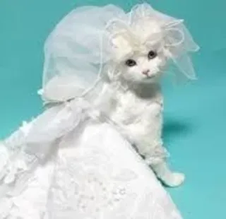 👸 15af8e86 gatto, matrimonio, sposa, vestito, animale, animale domestico telegram sticker