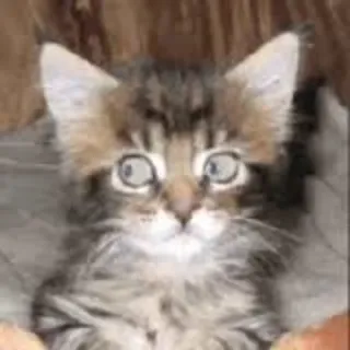 🙄 1697a9b5 gatto, gattino, animale, animale domestico, carino, felino telegram sticker