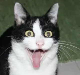 😍 18ebeb69 gatto, animale, meme, divertente, animale domestico, pazzo telegram sticker