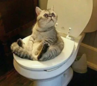 🚽 416ee8fb gatto, toilette, animale, animale domestico, umorismo, divertente, animale domestico telegram sticker