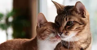 😘 55add2ea gatti, animali, animale domestico, carino, domestico, felino telegram sticker