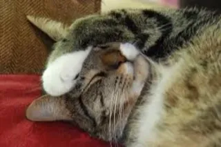 😞 561c7688 gatto, dormire, animale, animale domestico, tigrato, gatto domestico telegram sticker