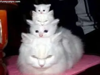 😳 5a3d65a2 gatti, gattini, animali, animali domestici, carino telegram sticker