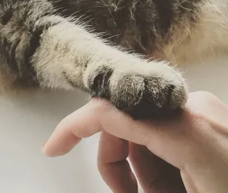 🤗 6578b6b3 gatto, zampa, mano, animale, animale domestico, gatto domestico telegram sticker