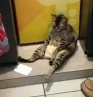 😑 674e22ae gatto, seduto, divertente, pigro, animale telegram sticker