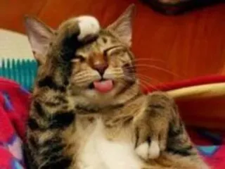 😑 6d43db76 gatto, animale, divertente, meme, lingua di fuori, esausto telegram sticker