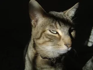 makhmal telegram stickers