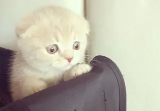 🤔 8127c3a0 gattino, gatto, carino, adorabile, animale, animale domestico telegram sticker