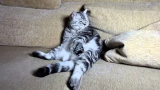 📱 82aae300 gatto, animale, divano, telecomando, pigro, animale domestico telegram sticker