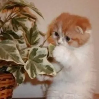 🙈 991a9d90 gatto, gattino, pianta, carino, animale, animale domestico telegram sticker