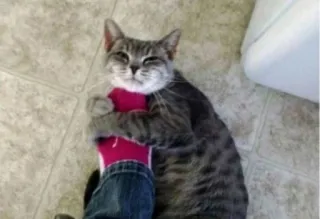 😢 9f5503fd gatto, animale domestico, animale, carino, domestico, mammifero, felino telegram sticker