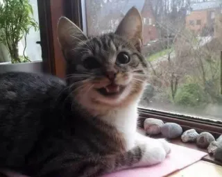 😈 a97a2e6c gatto, animale, animale domestico, finestra, felino, carino telegram sticker