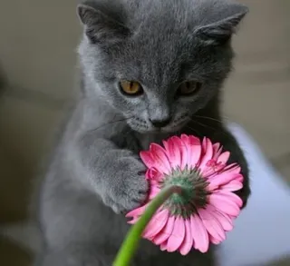 🌹 b4622f5d gatto, gattino, fiore, gerbera, carino, grigio, animale telegram sticker