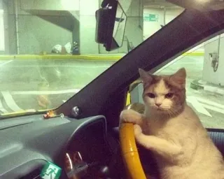 🚗 b49c7f43 gatto, guida, animale, volante, auto, umorismo, divertente telegram sticker