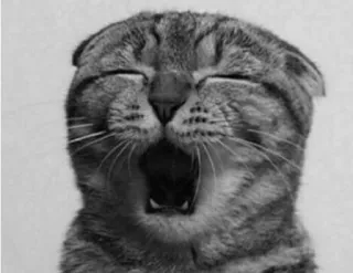 💤 c028ade1 gatto, animale, sbadiglio, carino, animale domestico, felino telegram sticker