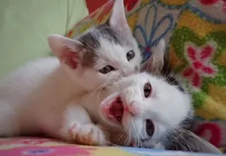 😂 c21d9edc gattini, gatti, animali, carino, giocando, animale domestico telegram sticker