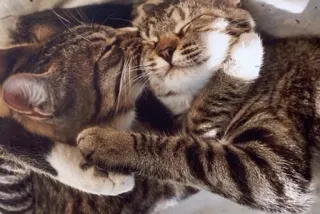 makhmal telegram stickers