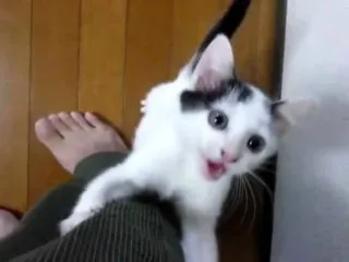 😃 f5837723 gatto, gattino, animale domestico, animale, carino telegram sticker