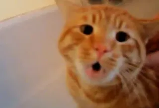 🙄 fdebba79 gatto, animale, carino, animale domestico, arancione, domestico, mammifero telegram sticker