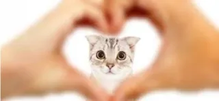 ❤ fe8375ea gatto, cuore, animale, amore, carino, animale domestico, gattino telegram sticker