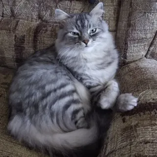 👑 73bb3b76 Katze, graue Katze, Haustier, Tier, Katzenartig, Hauskatze telegram sticker