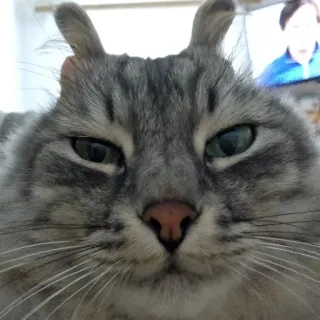 🐱 97699631 Katze, Haustier, Tier, Hauskatze, graue Katze, flauschige Katze telegram sticker