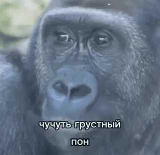 🐒 218b1e14 чучуть грустный пон khỉ đột, buồn, động vật, meme telegram sticker