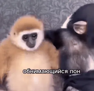 🐒 3570202a обнимающийся пон khỉ, vượn, động vật, dễ thương, ôm, linh trưởng telegram sticker