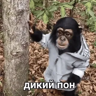 @mak_sya | @mak_sya | @mak_sya :: @fStikBot whatsapp stickers