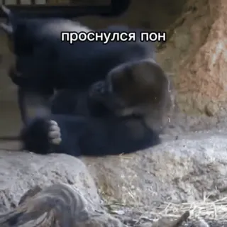 🐒 515e518b проснулся пон khỉ đột, ngủ, động vật, vượn người, sở thú telegram sticker