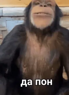 🐒 57cf8d2b Да пон khỉ, vượn người, động vật, meme, Nga telegram sticker