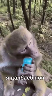 🐒 7327700b Я далбаеб пон khỉ, động vật, nga, chữ, xúc phạm telegram sticker