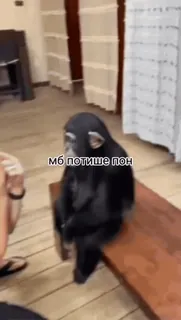 @mak_sya | @mak_sya | @mak_sya :: @fStikBot whatsapp stickers