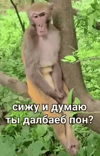 🐒 92754a2b сижу и думаю ты далбаеб пон? khỉ, ngồi, cây, ngôn ngữ xúc phạm, tiếng Nga telegram sticker