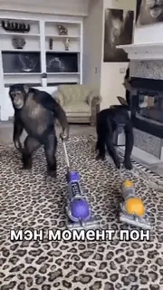 🐒 a860fcd6 мэн момент пон tinh tinh, khỉ, máy hút bụi, động vật, vệ sinh, meme telegram sticker