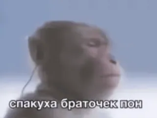 🐒 ee5820eb спакуха браточек пон khỉ, vượn người, nga, bình tĩnh, chill, meme telegram sticker