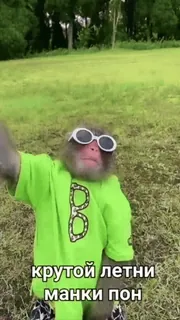 🐒 f090c5c9 крутой летни манки пон khỉ, ngầu, mùa hè, kính râm, động vật, meme, nga telegram sticker
