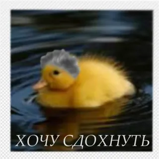 👨‍🌾 a8b50601 ХОЧУ СДОХНУТЬ vịt, chim, nước, dễ thương, động vật telegram sticker