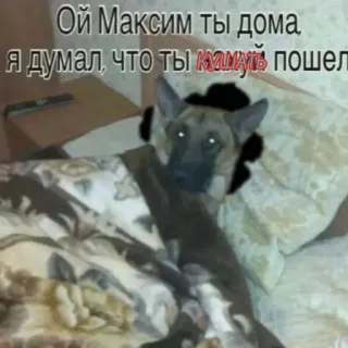 😘 c94e57b5 Ой Максим ты дома, я думал что ты кушать пошел chó, động vật, giường, hài hước, meme telegram sticker