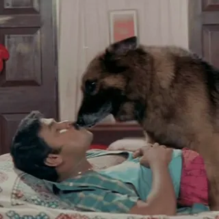 🤣 4b8a0137 chien, homme, berger allemand, affection, amour, animal de compagnie telegram sticker