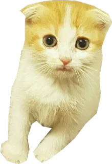 🐱 15f472bf gato, gatito, animal, mascota, lindo, gato doméstico, animal pequeño whatsapp sticker