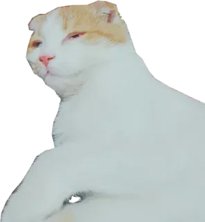 🐱 b3e2a5cc แมว, สัตว์เลี้ยง, สัตว์, แมวบ้าน, น่ารัก, สก๊อตติชโฟลด์ telegram sticker